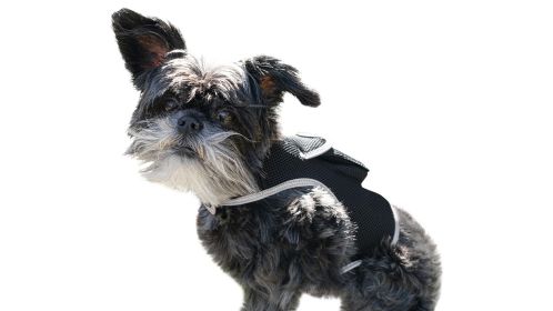 Portable Mini Pet At Home Locator GSM Realtime Tracker Waterproof NEW Size:M